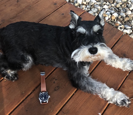 Schnauzer guards swiss timepiece 